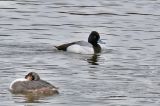 20160320_Kleine Topper_Den Oever_02